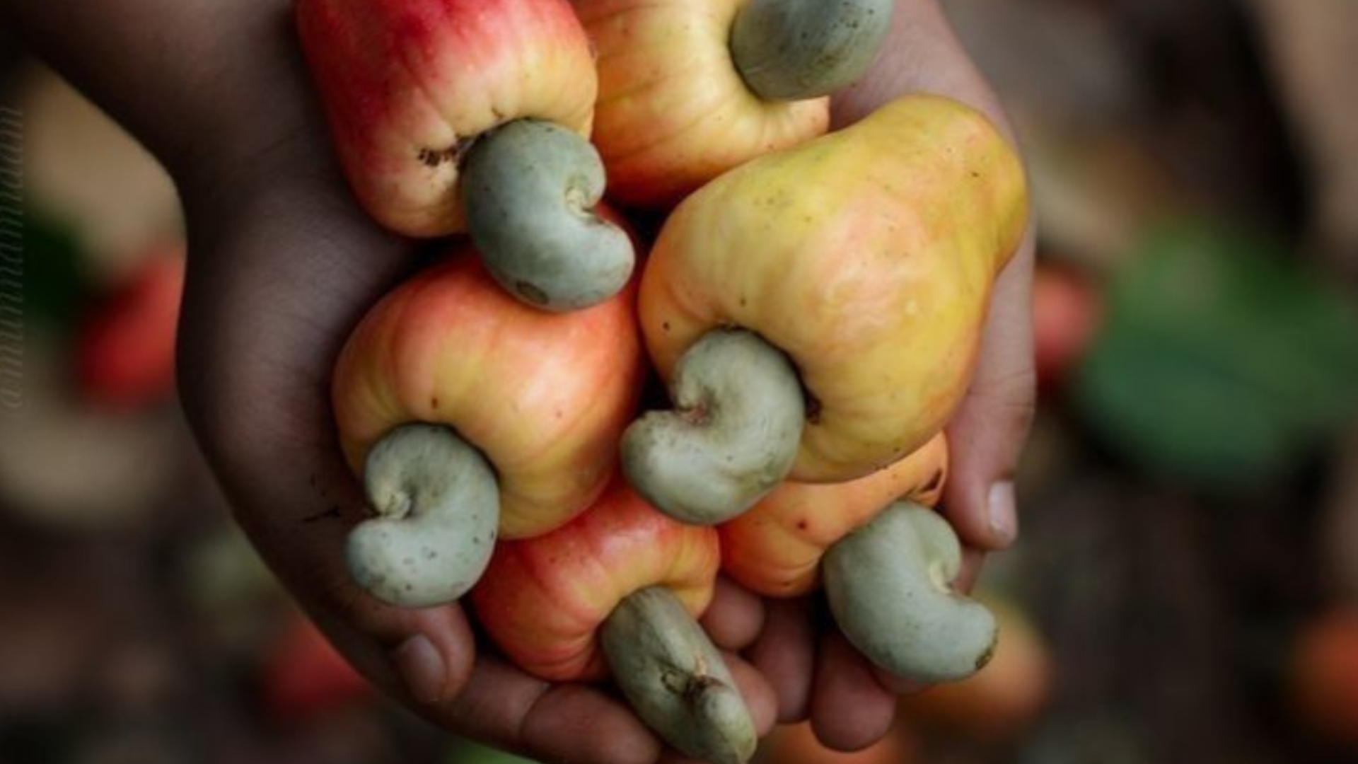 Farmer's hands holding cashew apples with the nuts still attached