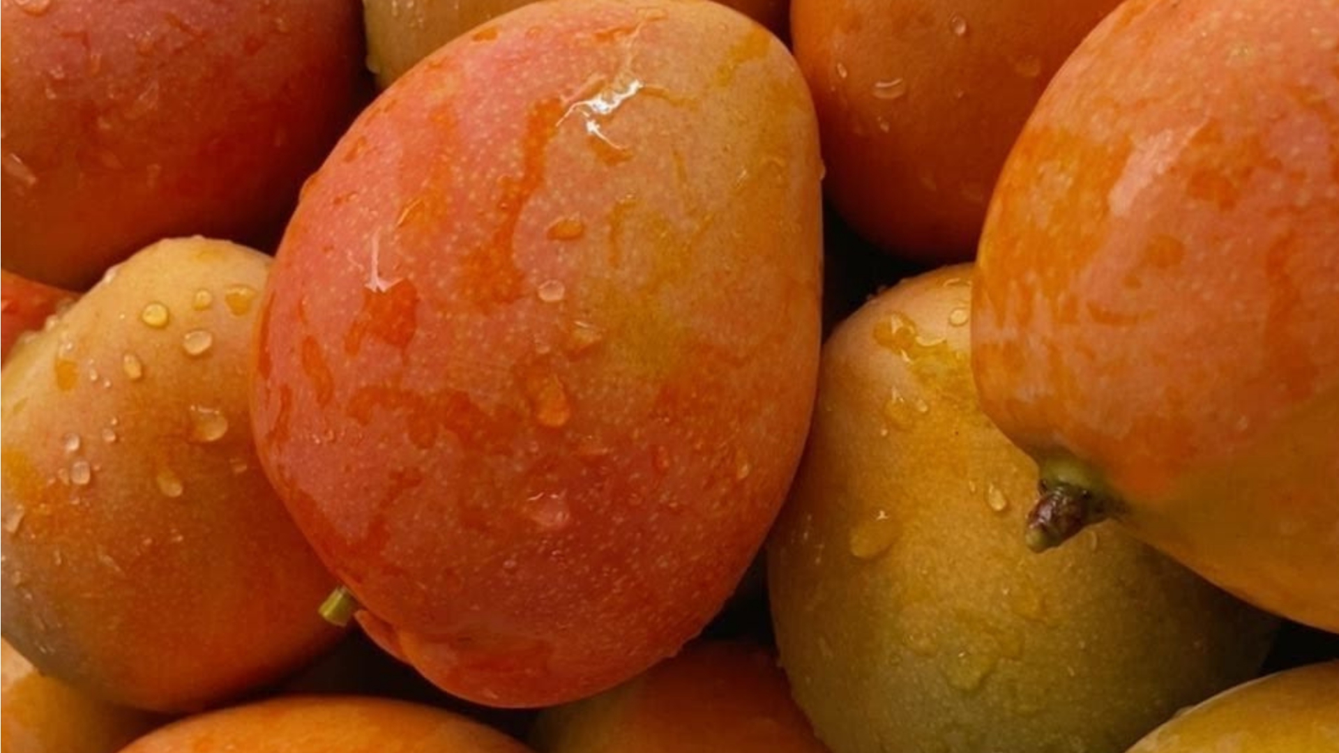 Close-up of ripe Alphonso mangoes glistening with water drops