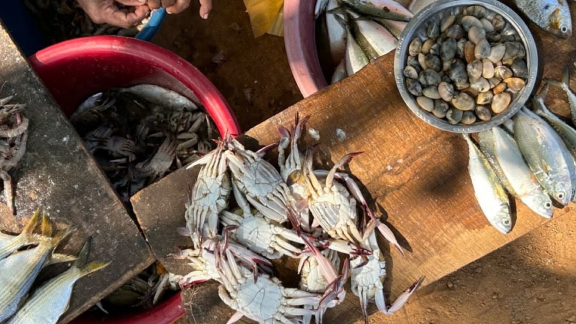 Morning catch of fresh crabs and coastal fish on a wooden table