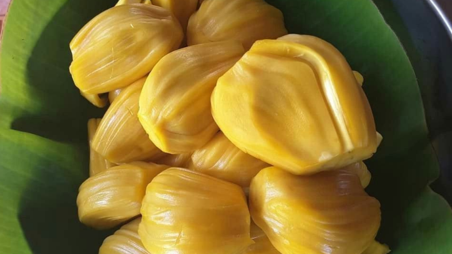Freshly opened jackfruit showing golden phanas pods