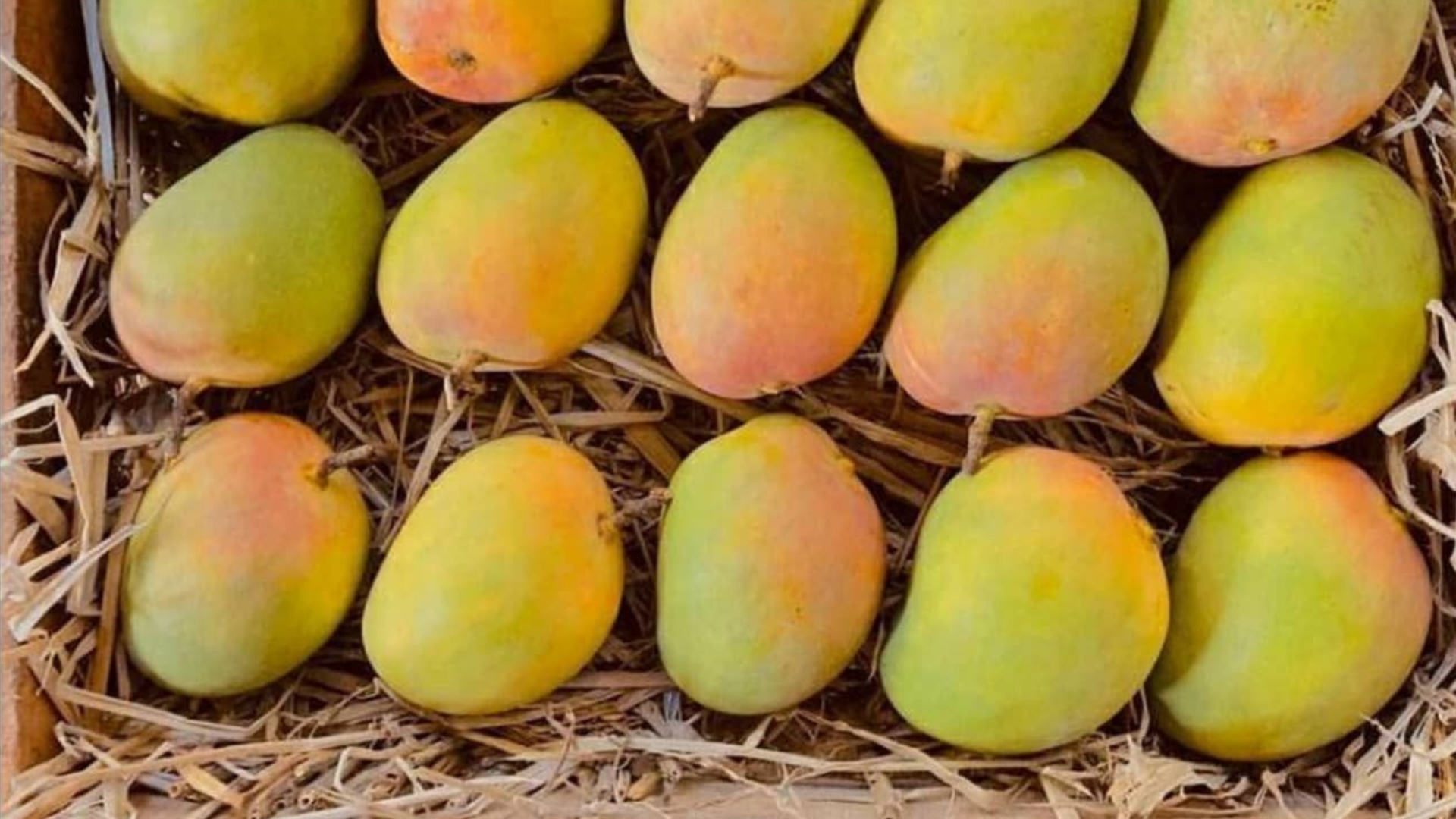 Crate of Alphonso mangoes packed in straw